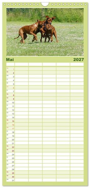 Produktbild: Familienplaner 2027 - Rhodesian Ridgeback - Jung, wild, zuckers&uuml;&szlig; mit 5 Spalten (Wandkalender, 21 x 45 cm) CALVENDO