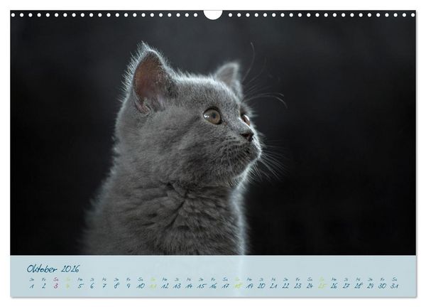 Produktbild: Ein kleiner Kater entdeckt die Welt! (Wandkalender 2026 DIN A3 quer), CALVENDO Monatskalender