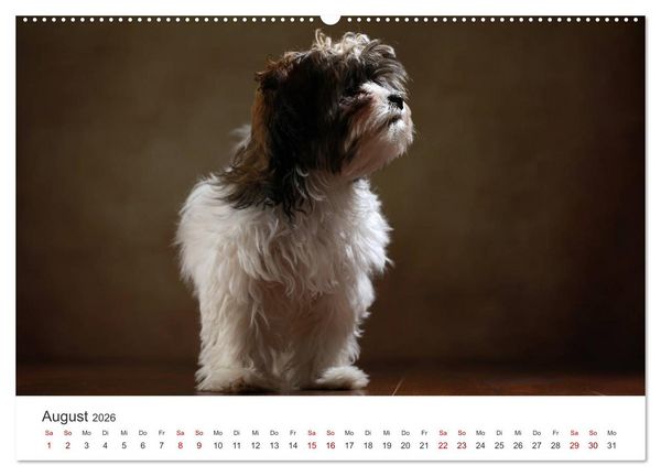 Produktbild: Welpenblicke (hochwertiger Premium Wandkalender 2026 DIN A2 quer), Kunstdruck in Hochglanz