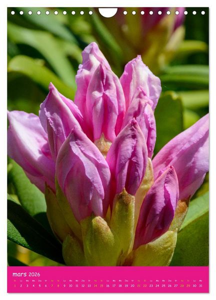 Produktbild: Promenade florale (Calendrier mural 2026 DIN A4 horizontal), CALVENDO calendrier mensuel