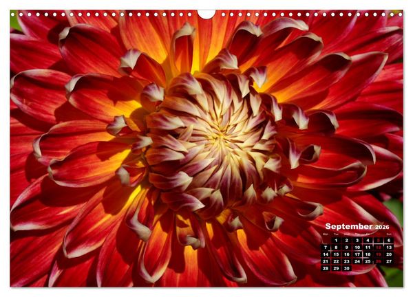 Produktbild: Magical Dahlias (Wall Calendar 2026 DIN A3 landscape), CALVENDO 12 Month Wall Calendar