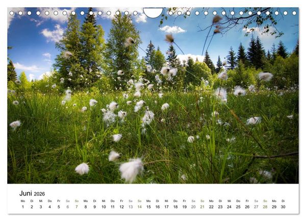 Produktbild: Traumlandschaften im Bayrischen Wald (Wandkalender 2026 DIN A4 quer), CALVENDO Monatskalender