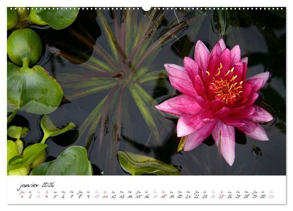 Produktbild: N&eacute;nuphars enchanteurs (Calendrier mural 2026 DIN A2 vertical), CALVENDO calendrier mensuel