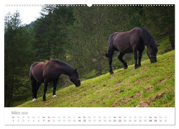 Produktbild: Tiere in Freiheit - Nutztiere auf der Alm (Wandkalender 2026 DIN A2 quer), CALVENDO Monatskalender