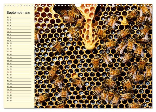 Produktbild: Flei&szlig;ige Bienen. Von der Bl&uuml;te bis zum Honig (Wandkalender 2026 DIN A3 quer), CALVENDO Monatskalender
