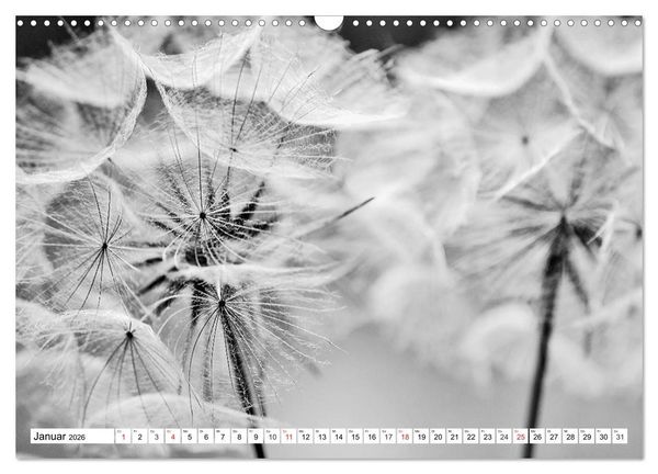 Produktbild: Pusteblumenzauber in schwarzwei&szlig; (Wandkalender 2026 DIN A3 quer), CALVENDO Monatskalender