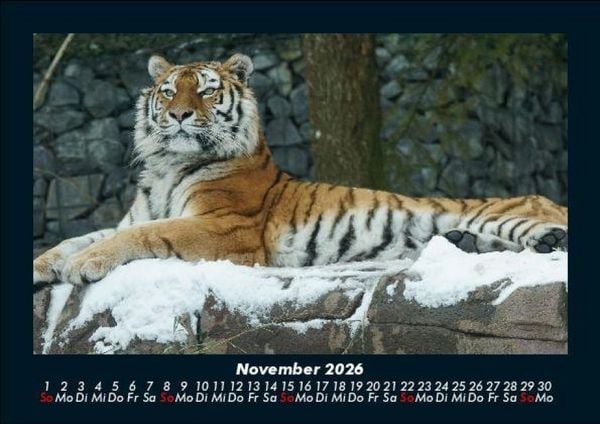 Produktbild: Tiger 2026 Fotokalender DIN A5