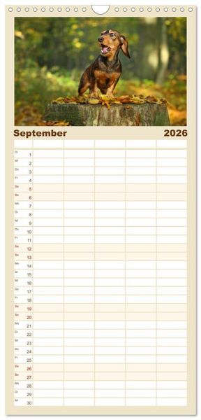 Produktbild: Familienplaner 2026 - Die Dackel daggeln.... mit 5 Spalten (Wandkalender, 21 x 45 cm) CALVENDO