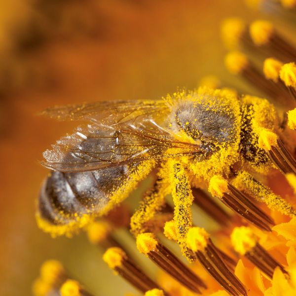 Produktbild: Bienen / Bees 2027