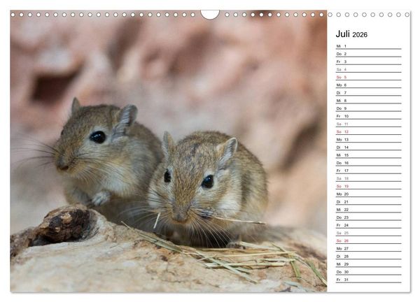 Produktbild: Mausebande (Wandkalender 2026 DIN A3 quer), CALVENDO Monatskalender