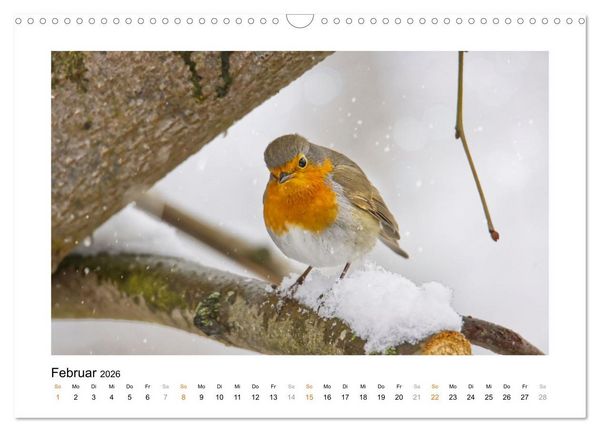 Produktbild: Zauberhafte Rotkehlchen (Wandkalender 2026 DIN A3 quer), CALVENDO Monatskalender