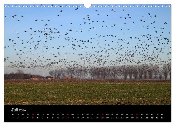 Produktbild: Schrei der Wildg&auml;nse (Wandkalender 2026 DIN A3 quer), CALVENDO Monatskalender