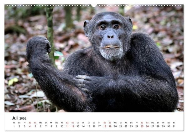 Produktbild: UGANDA - Berggorillas & Chimps (Wandkalender 2026 DIN A2 quer), CALVENDO Monatskalender