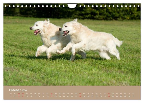 Produktbild: Golden Retriever (Wandkalender 2026 DIN A4 quer), CALVENDO Monatskalender