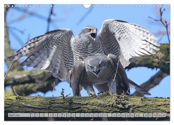 Produktbild: Habicht - aus dem Leben eines imposanten Greifvogels (Wandkalender 2026 DIN A3 quer), CALVENDO Monatskalender