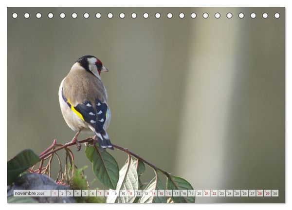 Produktbild: Oiseaux libres et sauvages (Calendrier de bureau 2026 DIN A5 vertical), CALVENDO calendrier mensuel