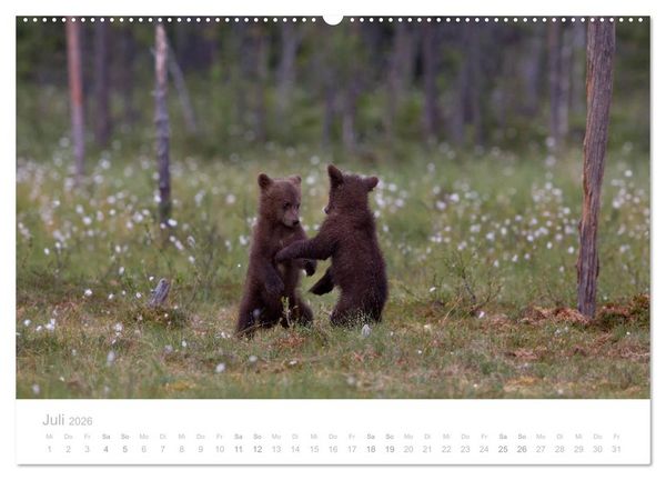 Produktbild: Braunb&auml;ren - pelzige Riesen in Finnlands W&auml;ldern (Wandkalender 2026 DIN A2 quer), CALVENDO Monatskalender