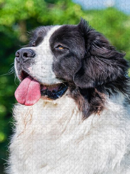 Produktbild: CALVENDO Puzzle Landseer Portr&auml;t | 2000 Teile Lege-Gr&ouml;&szlig;e 90x67cm Foto-Puzzle f&uuml;r gl&uuml;ckliche Stunden
