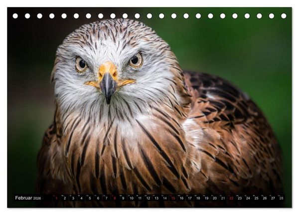 Produktbild: Greifv&ouml;gel und Eulen (Tischkalender 2026 DIN A5 quer), CALVENDO Monatskalender