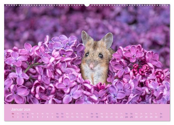 Produktbild: Eulen und M&auml;use (hochwertiger Premium Wandkalender 2026 DIN A2 quer), Kunstdruck in Hochglanz