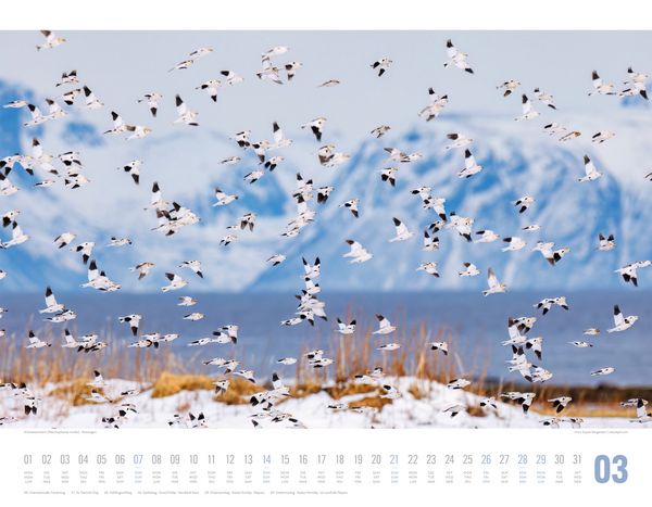 Produktbild: Tierwelt Skandinavien Kalender 2027