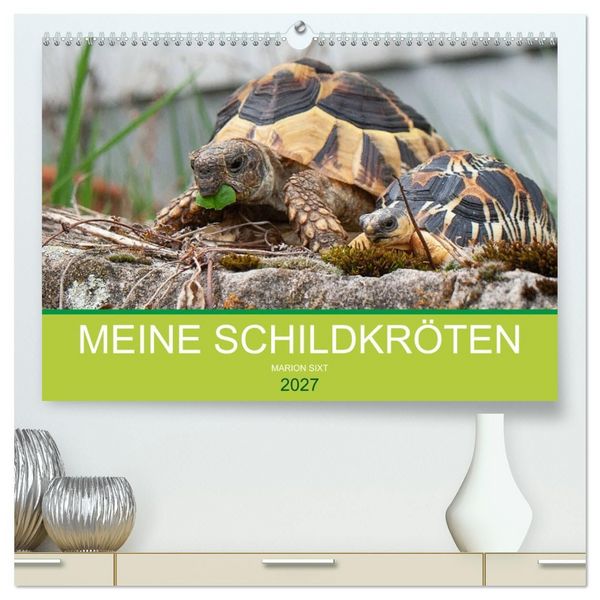 Produktbild: Meine Schildkr&ouml;ten (hochwertiger Premium Wandkalender 2027 DIN A2 quer), Kunstdruck in Hochglanz