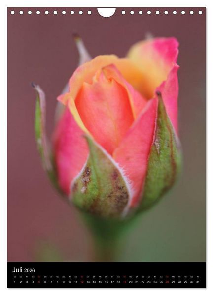 Produktbild: Zauberhafte Rosen (Wandkalender 2026 DIN A4 hoch), CALVENDO Monatskalender