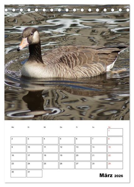 Produktbild: Gl&uuml;ckliche G&auml;nse (Tischkalender 2026 DIN A5 hoch), CALVENDO Monatskalender