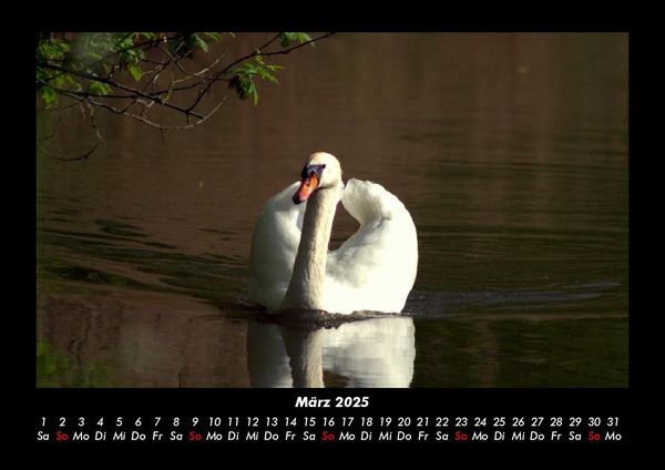 Produktbild: Welt der V&ouml;gel 2025 Fotokalender DIN A3