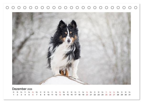 Produktbild: Herzensshelties - Shetland Sheepdogs (Tischkalender 2026 DIN A5 quer), CALVENDO Monatskalender