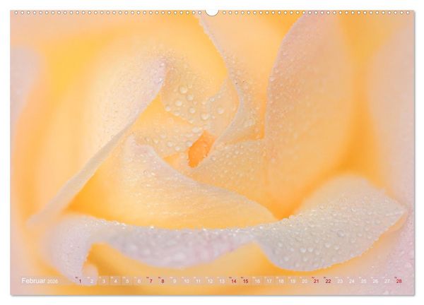 Produktbild: Rosen im Morgentau (Wandkalender 2026 DIN A2 quer), CALVENDO Monatskalender