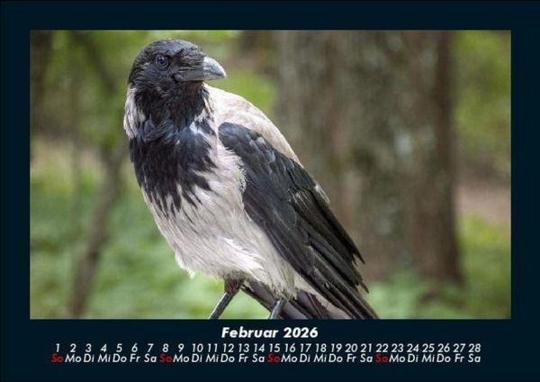 Produktbild: Vogelparadies 2026 Fotokalender DIN A5