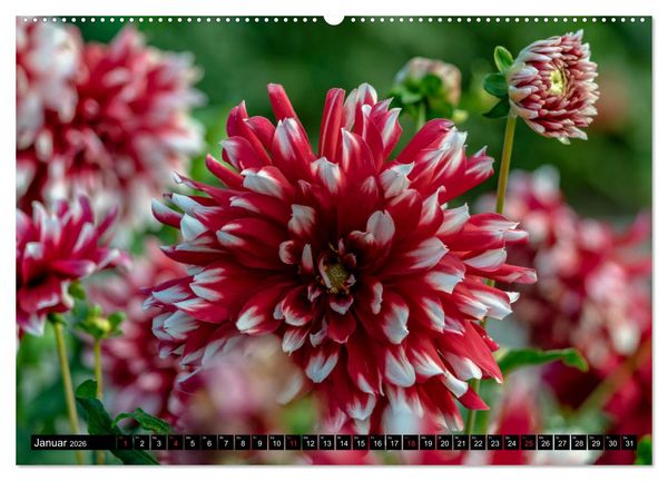 Produktbild: Dahlien - Blumenwunder der Natur (Wandkalender 2026 DIN A2 quer), CALVENDO Monatskalender