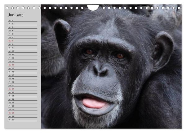 Produktbild: Schimpansen (Wandkalender 2026 DIN A4 quer), CALVENDO Monatskalender