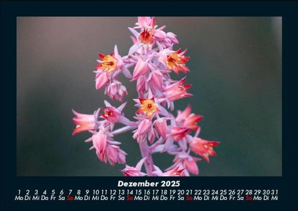 Produktbild: Blumentr&auml;ume 2025 Fotokalender DIN A5