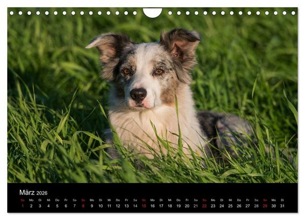 Produktbild: Border Collies (Wandkalender 2026 DIN A4 quer), CALVENDO Monatskalender