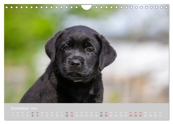 Produktbild: Liebenswerter Labrador 2026 (Wandkalender 2026 DIN A4 quer), CALVENDO Monatskalender