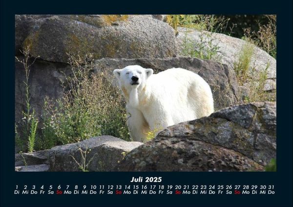 Produktbild: Pinguine & Eisb&auml;ren 2025 Fotokalender DIN A4