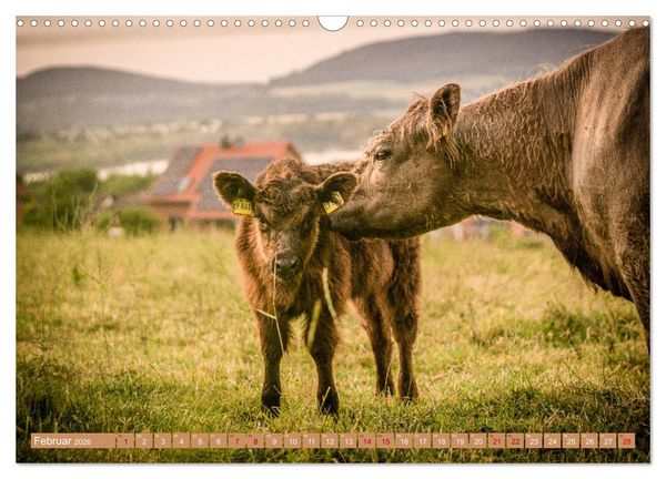 Produktbild: Mutterk&uuml;he (Wandkalender 2026 DIN A3 quer), CALVENDO Monatskalender