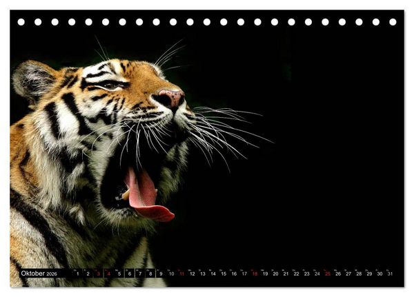 Produktbild: Tiger - die leisen J&auml;ger des Dschungels (Tischkalender 2026 DIN A5 quer), CALVENDO Monatskalender