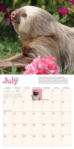 Produktbild: Original Sloths Mini Wall Calendar 2027