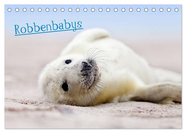 Robbenbabys (Tischkalender 2024 DIN A5 quer), CALVENDO Monatskalender