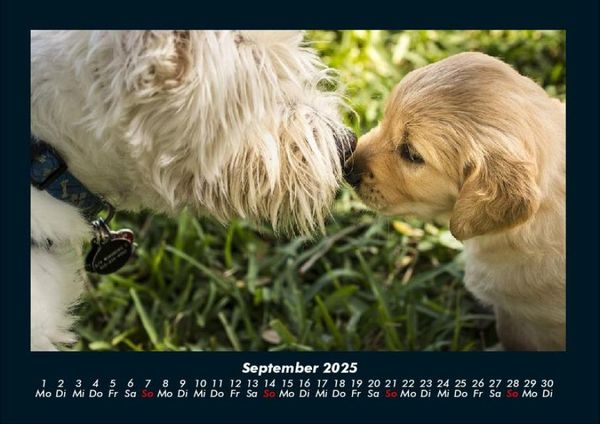 Produktbild: Hunde 2025 Fotokalender DIN A4