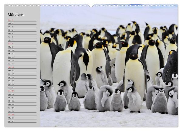 Produktbild: Pinguine - Watscheln im festlichen Kleid (hochwertiger Premium Wandkalender 2026 DIN A2 quer), Kunstdruck in Hochglanz
