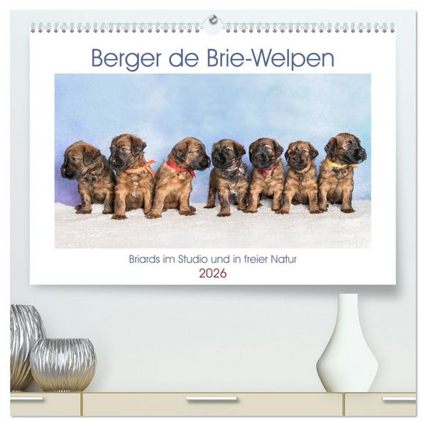Produktbild: Berger de Brie - Welpen (hochwertiger Premium Wandkalender 2026 DIN A2 quer), Kunstdruck in Hochglanz