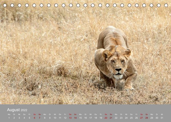 Produktbild: Die Magie der K&ouml;nige der Tiere (Tischkalender 2022 DIN A5 quer)