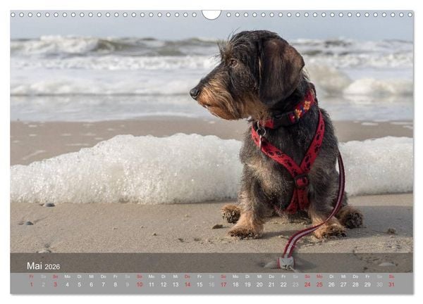 Produktbild: Texel - Meine Insel (Wandkalender 2026 DIN A3 quer), CALVENDO Monatskalender