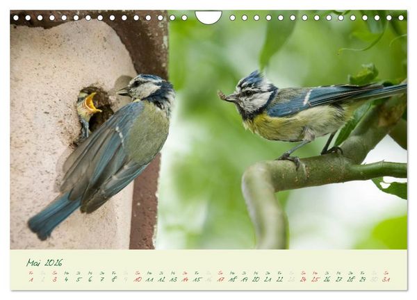 Produktbild: Elternzeit - das Familienleben der Blaumeisen (Wandkalender 2026 DIN A4 quer), CALVENDO Monatskalender
