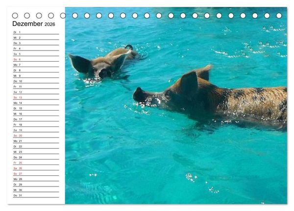 Produktbild: Schwimmende Schweine (Tischkalender 2026 DIN A5 quer), CALVENDO Monatskalender