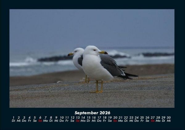 Produktbild: M&ouml;wen 2026 Fotokalender DIN A4